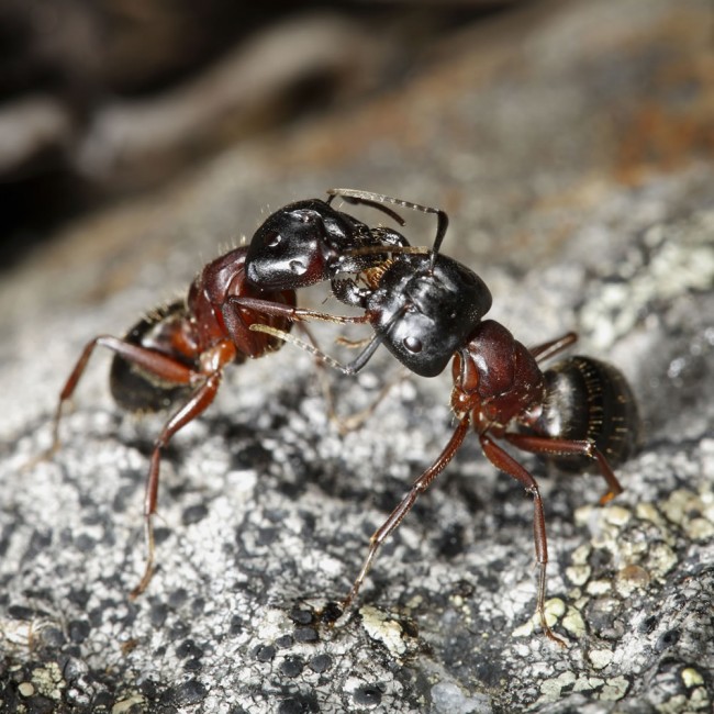 Camponotus Herculeanus Queen Ant + Workers
