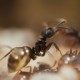 Lasius Niger Queen Ant + Workers