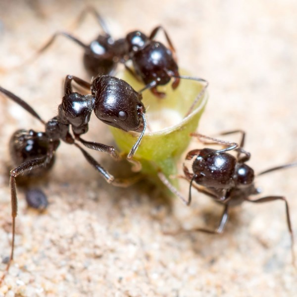 Messor Barbarus Queen Ant + Workers